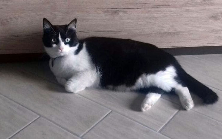 Bir başkasını sahibine tercih eden kedi ‘mahkemelik’ oldu: Fiocco yeni evinde mutlu